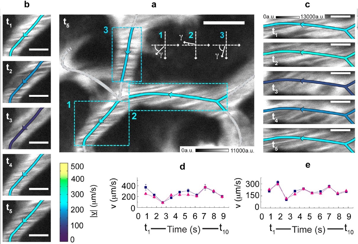 Flics: Flow Image Correlation Spectroscopy Flics: Flow Image Correlation Spectroscopy