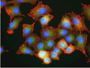 Cells Cells